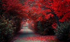 Landscape path trees red fall selective coloring Custom Gaming Mat Desk picture