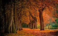 Landscape fall nature bench park outdoors fallen leaves Custom Gaming Mat Desk picture