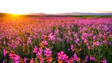 Landscape plants flowers field sunlight Custom Gaming Mat Desk picture