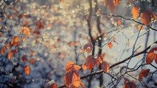 Landscape leaves trees nature fall Custom Gaming Mat Desk picture