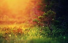 Landscape depth of field grass blurred nature colorful Custom Gaming Mat Desk picture