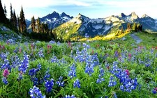 Landscape nature flowers spring mountains snowy mountain Custom Gaming Mat Desk picture