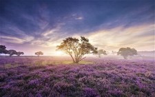 Landscape sunrise nature flowers plants trees field Custom Gaming Mat Desk picture