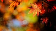 Landscape depth of field leaves maple bokeh fall Custom Gaming Mat Desk picture