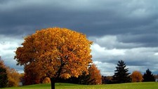 Landscape nature fall trees grass Custom Gaming Mat Desk picture
