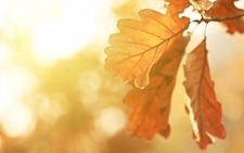 Landscape fall leaves oak sunlight plants petals Custom Gaming Mat Desk picture