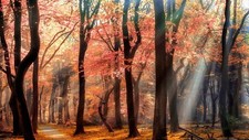 Landscape nature park trees path sun rays mist leaves Custom Gaming Mat Desk picture