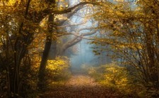 Landscape nature fall forest sunlight mist shrubs yellow Custom Gaming Mat Desk picture