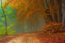 Landscape path mist forest fall leaves Custom Gaming Mat Desk picture