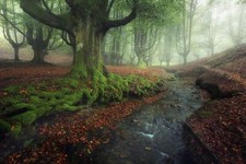 Landscape nature forest creeks mist moss leaves fall Custom Gaming Mat Desk picture
