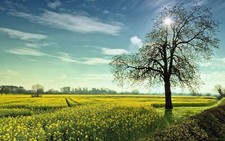 Landscape summer field trees nature Custom Gaming Mat Desk picture