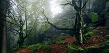 Landscape nature forest mist hills trees moss ferns Custom Gaming Mat Desk picture
