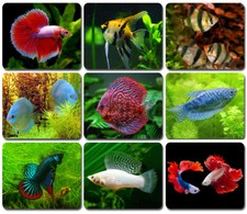 AQUARIUM FISH Mouse Pad / PC Mousepad Discus Tetra Betta Cichlid Guppy Angelfish picture