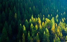 Landscape forest nature Custom Gaming Mat Desk picture