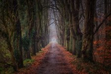 Landscape dark park trees fall path mist dirt Custom Gaming Mat Desk picture