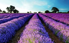 Landscape lavender field purple flowers Custom Gaming Mat Desk picture