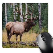 3dRose Mouse Pad Rocky Mountain Bull Elk, Jasper National Park, Canada, 8 x 8
