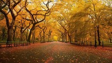 Landscape park fall trees fallen leaves outdoors Custom Gaming Mat Desk picture