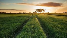 Landscape field grass agro plants sunlight Custom Gaming Mat Desk picture
