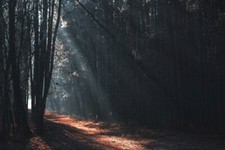 Landscape forest fall sun rays Custom Gaming Mat Desk picture