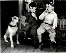 Pete The Dog  Our Gang Little Rascals  8 x 10 Inch Vintage Photo picture