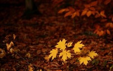 Landscape fall seasons forest leaves nature Custom Gaming Mat Desk picture