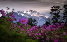 Landscape nature spring mountains wildflowers trees Custom Gaming Mat Desk picture