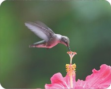HummingBird Wild Life Flower Art Colorful  Art Mousepad 7 x 9 Art mouse pad picture