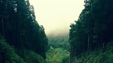 Landscape forest clearing trees Custom Gaming Mat Desk picture