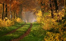 Landscape path fall fallen leaves trees plants Custom Gaming Mat Desk picture