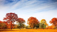 Landscape fall red leaves trees Custom Gaming Mat Desk picture