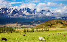 Landscape grass mountains cow animals nature clouds Custom Gaming Mat Desk picture