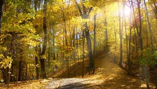 Landscape forest trees fall sunlight Custom Gaming Mat Desk picture
