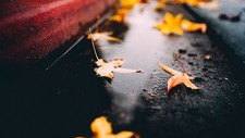 Landscape fall leaves maple on the floor fallen wet Custom Gaming Mat Desk picture