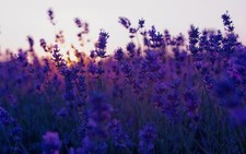 Landscape nature flowers lavender purple plants Custom Gaming Mat Desk picture