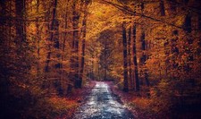 Landscape path forest fall Custom Gaming Mat Desk picture