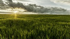 Landscape nature field sun clouds sunlight plants Custom Gaming Mat Desk picture