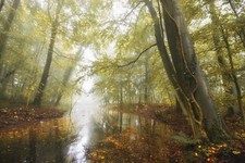 Landscape nature pond forest fall leaves mist morning Custom Gaming Mat Desk picture