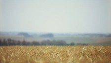 Landscape field summer wheat outdoors Custom Gaming Mat Desk picture