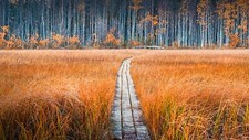 Landscape path fall forest sweden plants Custom Gaming Mat Desk picture