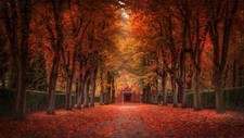 Landscape fall leaves trees street park shrubs fallen Custom Gaming Mat Desk picture