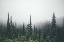Landscape pine trees forest mist wilderness Custom Gaming Mat Desk picture