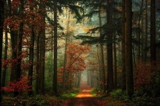 Landscape path forest fall nature lights mist red green Custom Gaming Mat Desk picture
