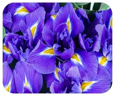 Floral Pattern Flower Mouse Pad Mat Mousepad for 9L x 8W inches, Iris MP111  picture
